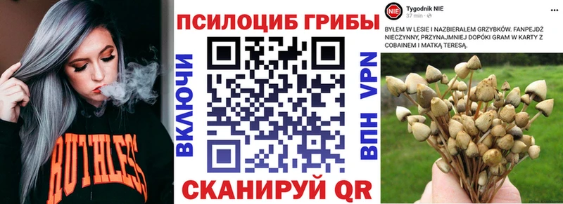 Галлюциногенные грибы Psilocybe  наркошоп  Ессентуки 